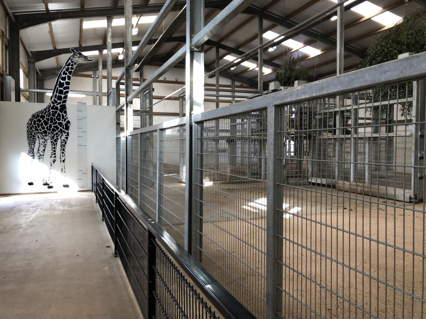 Giraffe House Interior at Yorkshire Wildlife Park (October 2021)