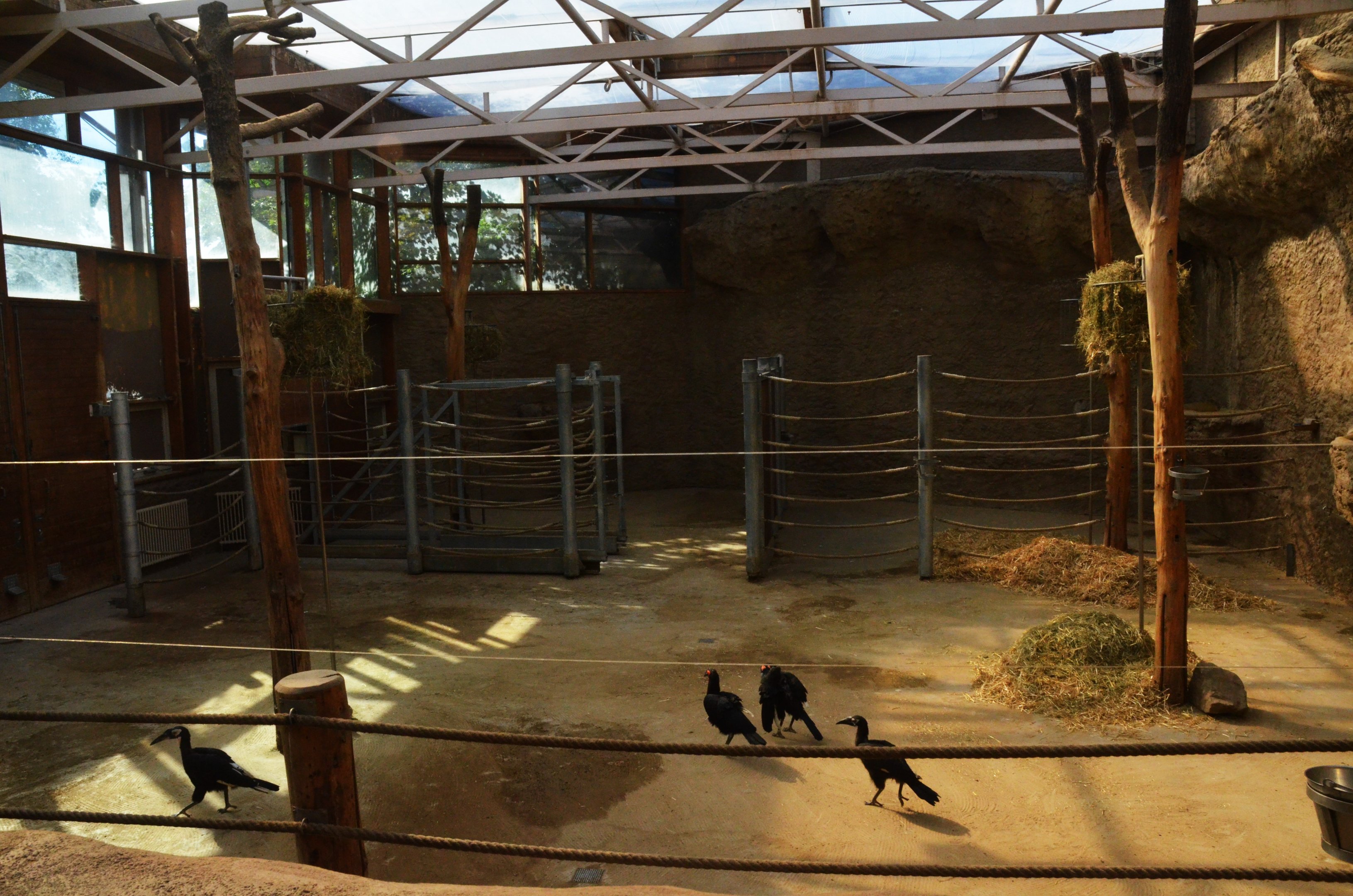 Giraffe House Interior with Ground Hornbills at Duisburg, 17/06/19