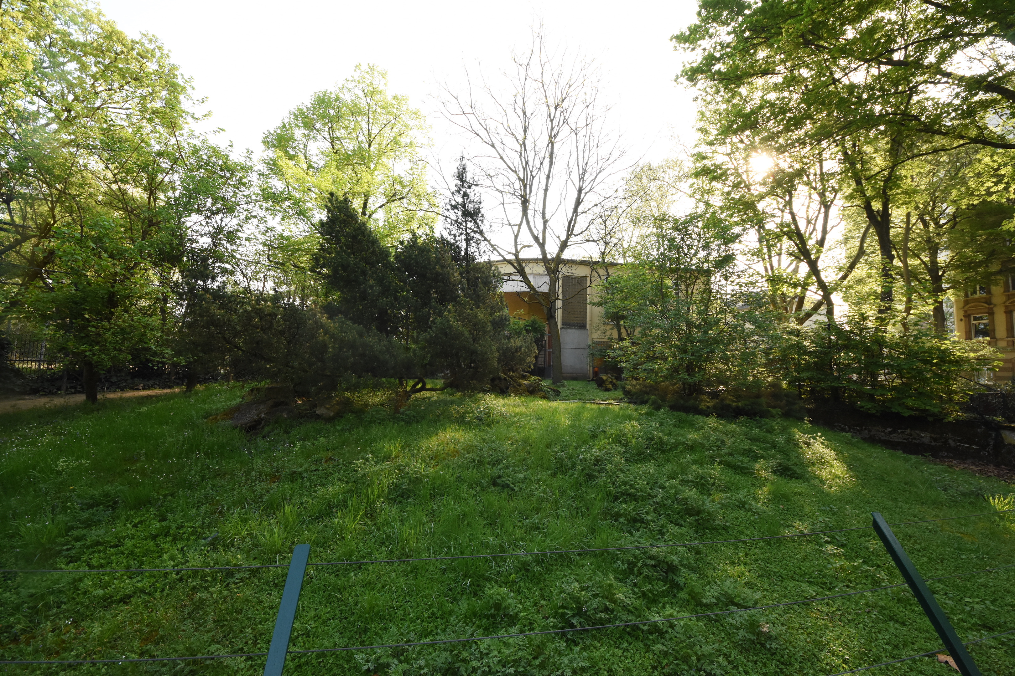 Giraffe house - Klipspringer outdoors