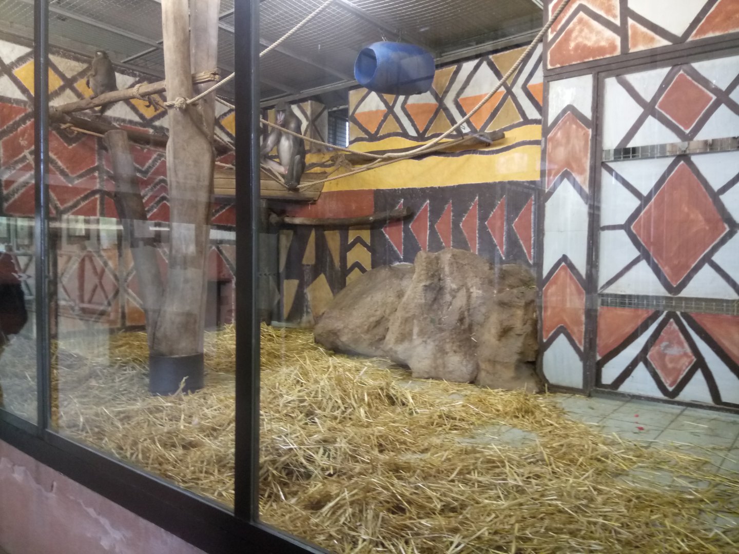 Giraffe House : Mandrills Indoor