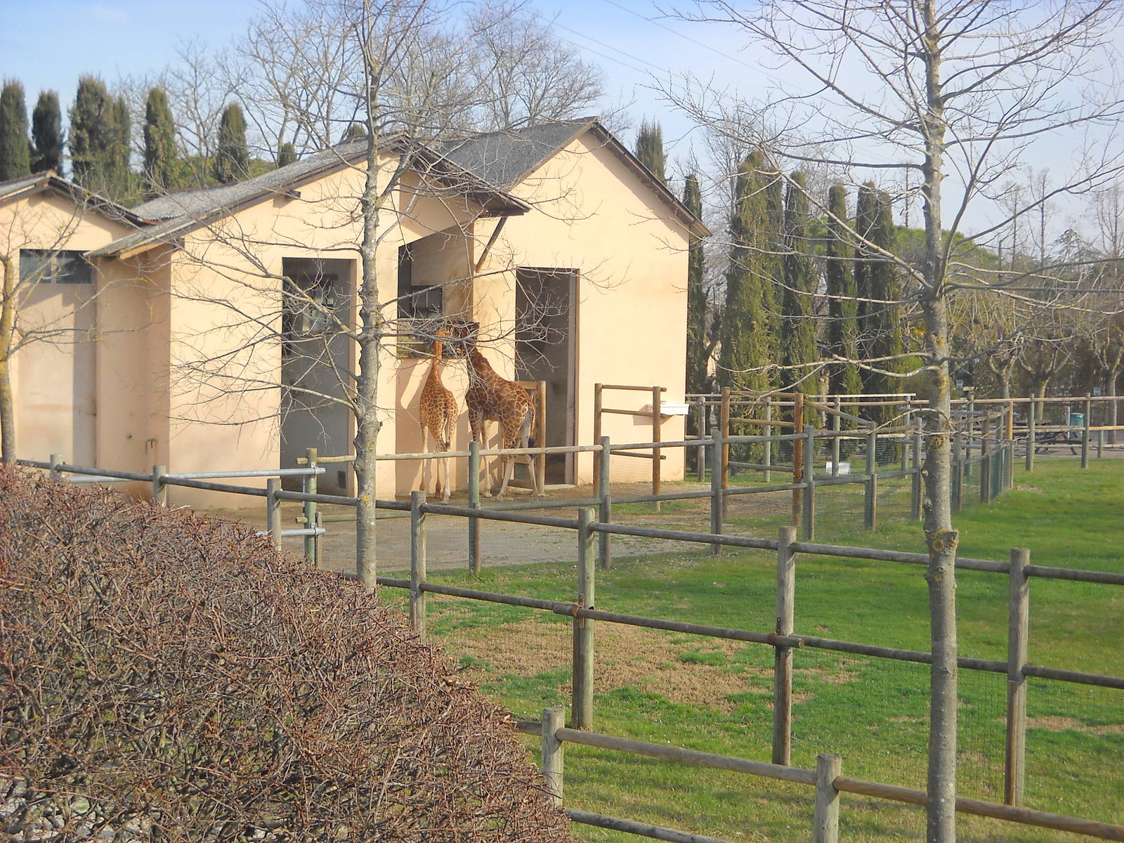 Giraffe house march 2013