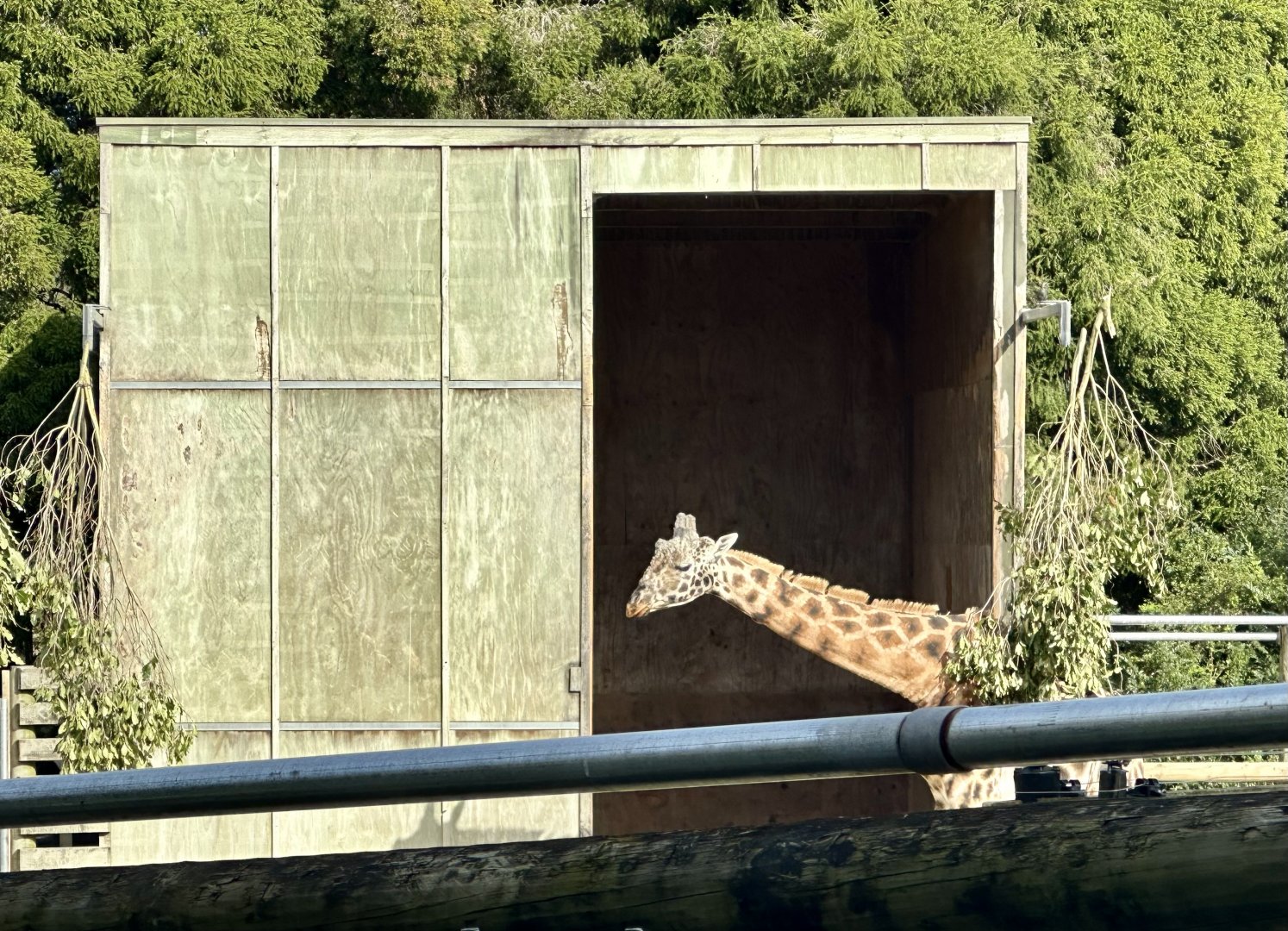 Giraffe House/Masamba