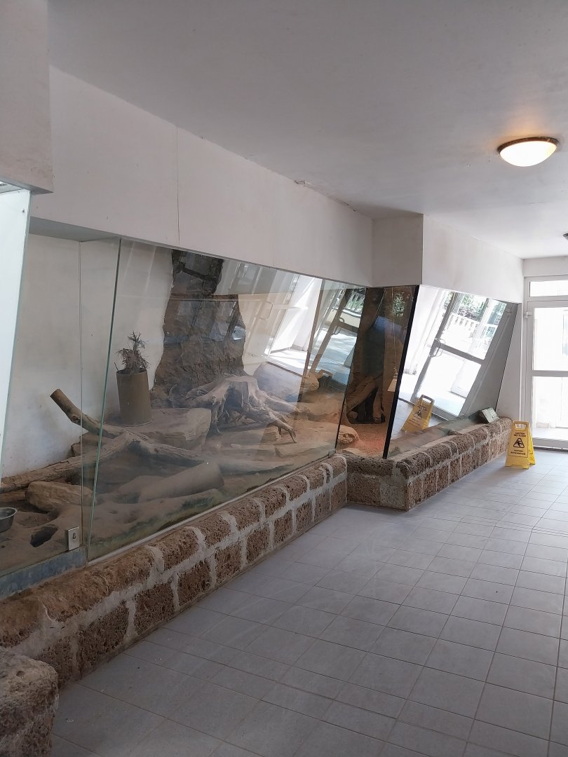 Giraffe House - Meerkat enclosure