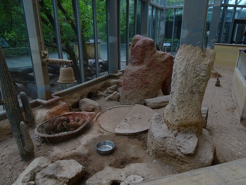 Giraffe House: meerkat indoor enclosure