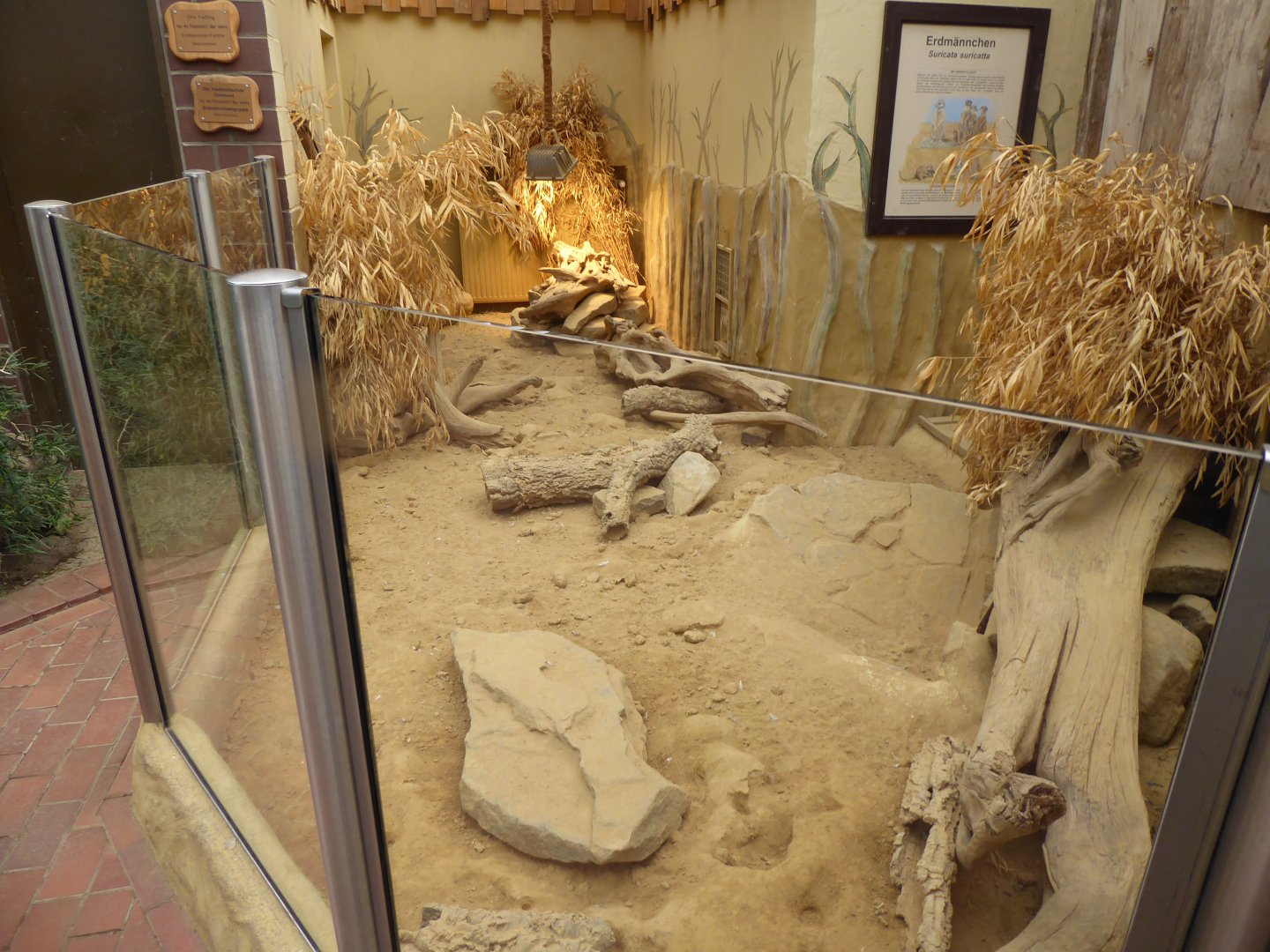 Giraffe House - Meerkat indoors 021219