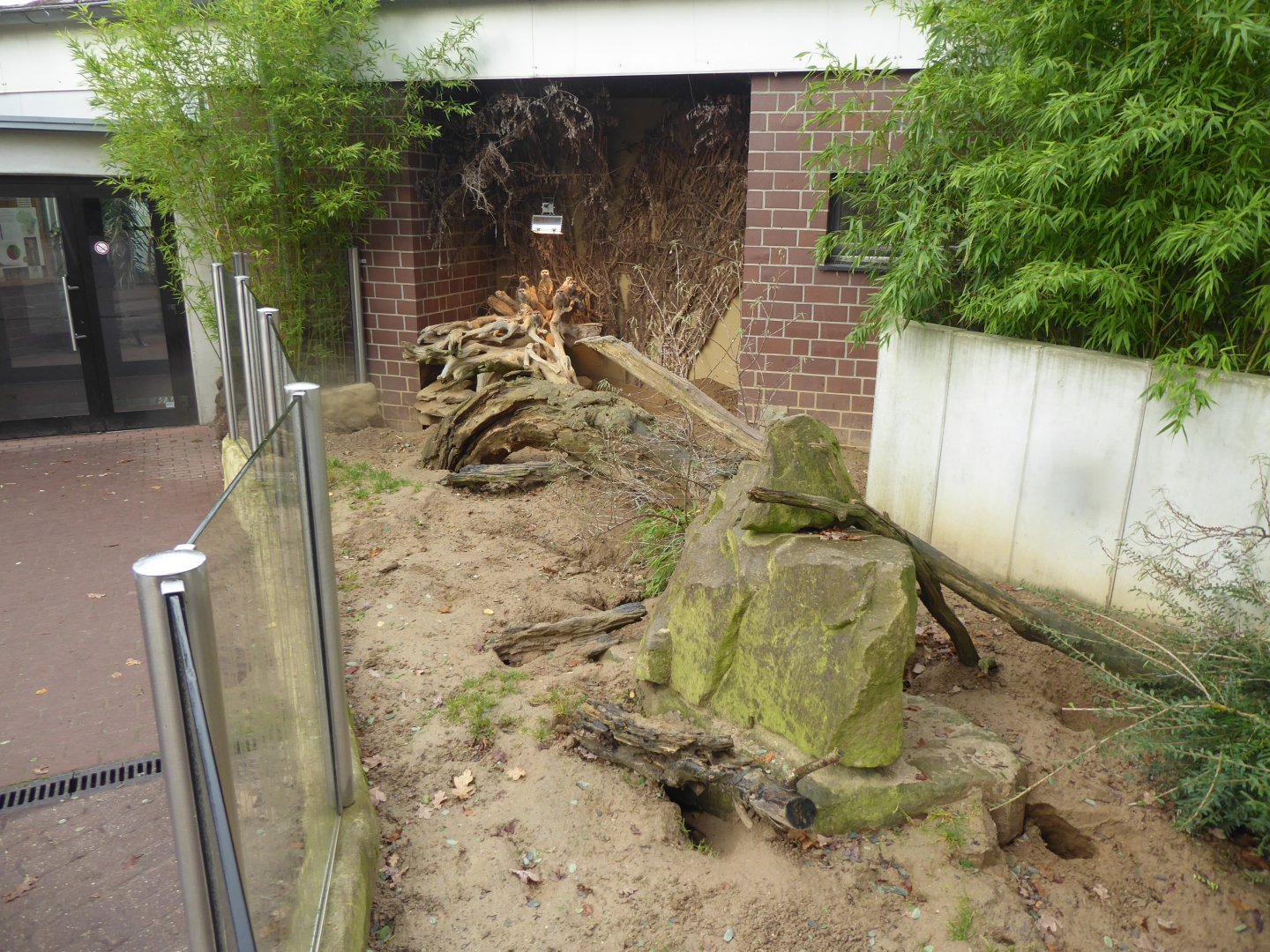 Giraffe House - Meerkat outdoor exhibit 021219