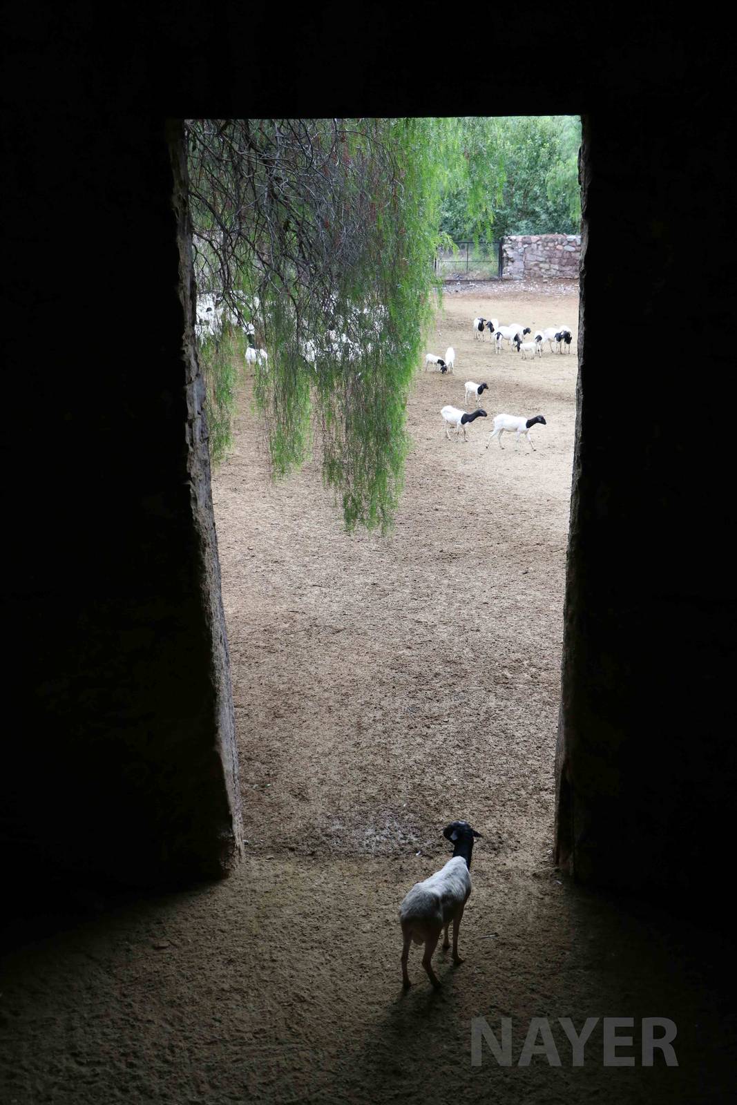 Giraffe house? - Mendoza Zoo, April 2016