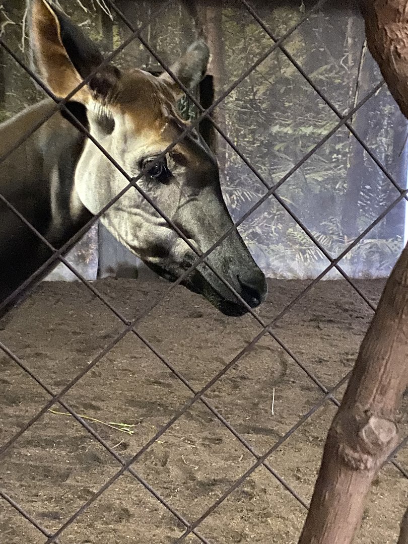 Giraffe House - Okapi 221022