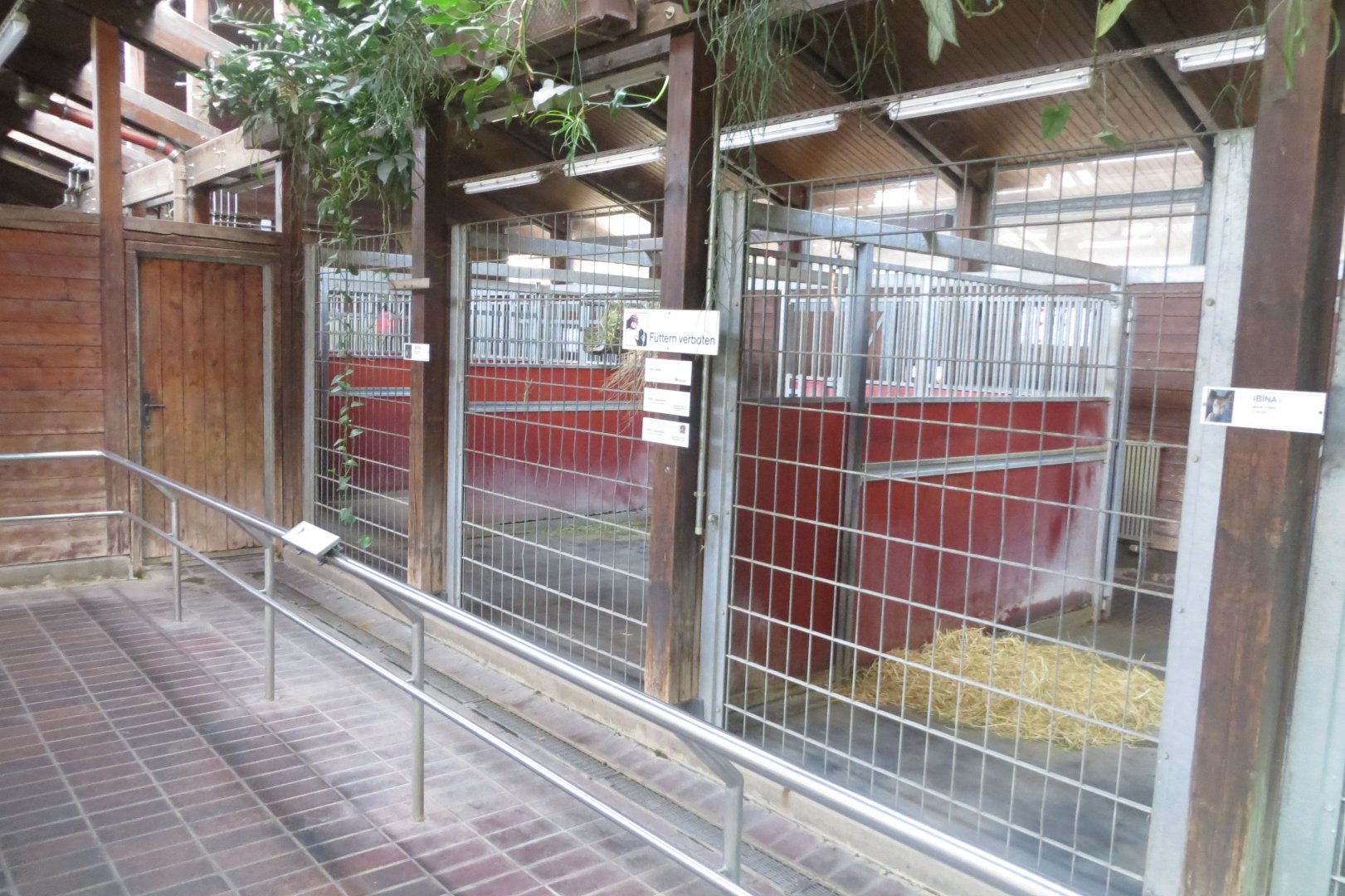 Giraffe House - Okapi indoors 011218