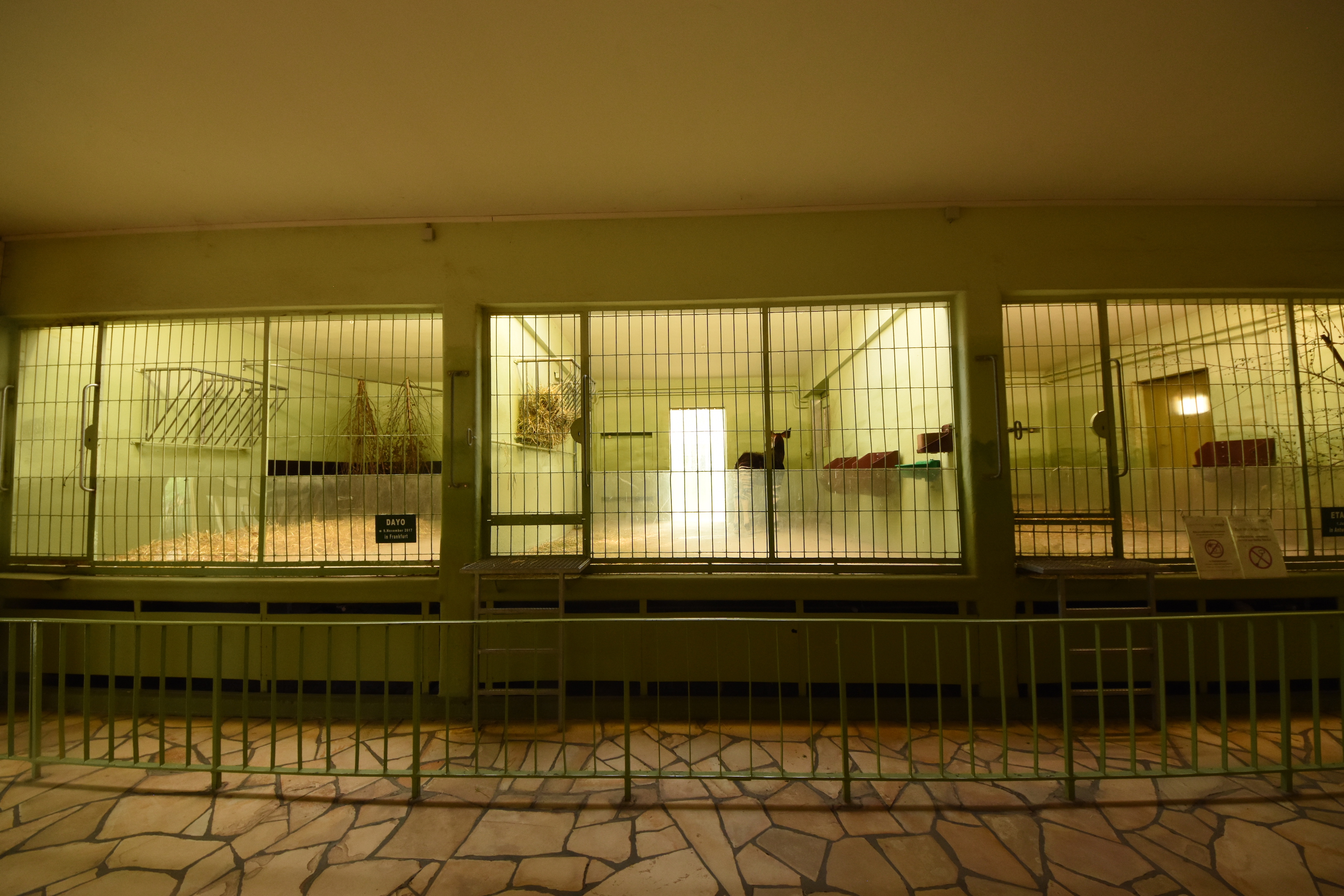 Giraffe house - Okapi indoors