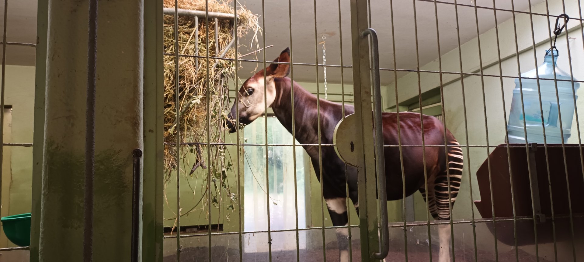Giraffe House: Okapi