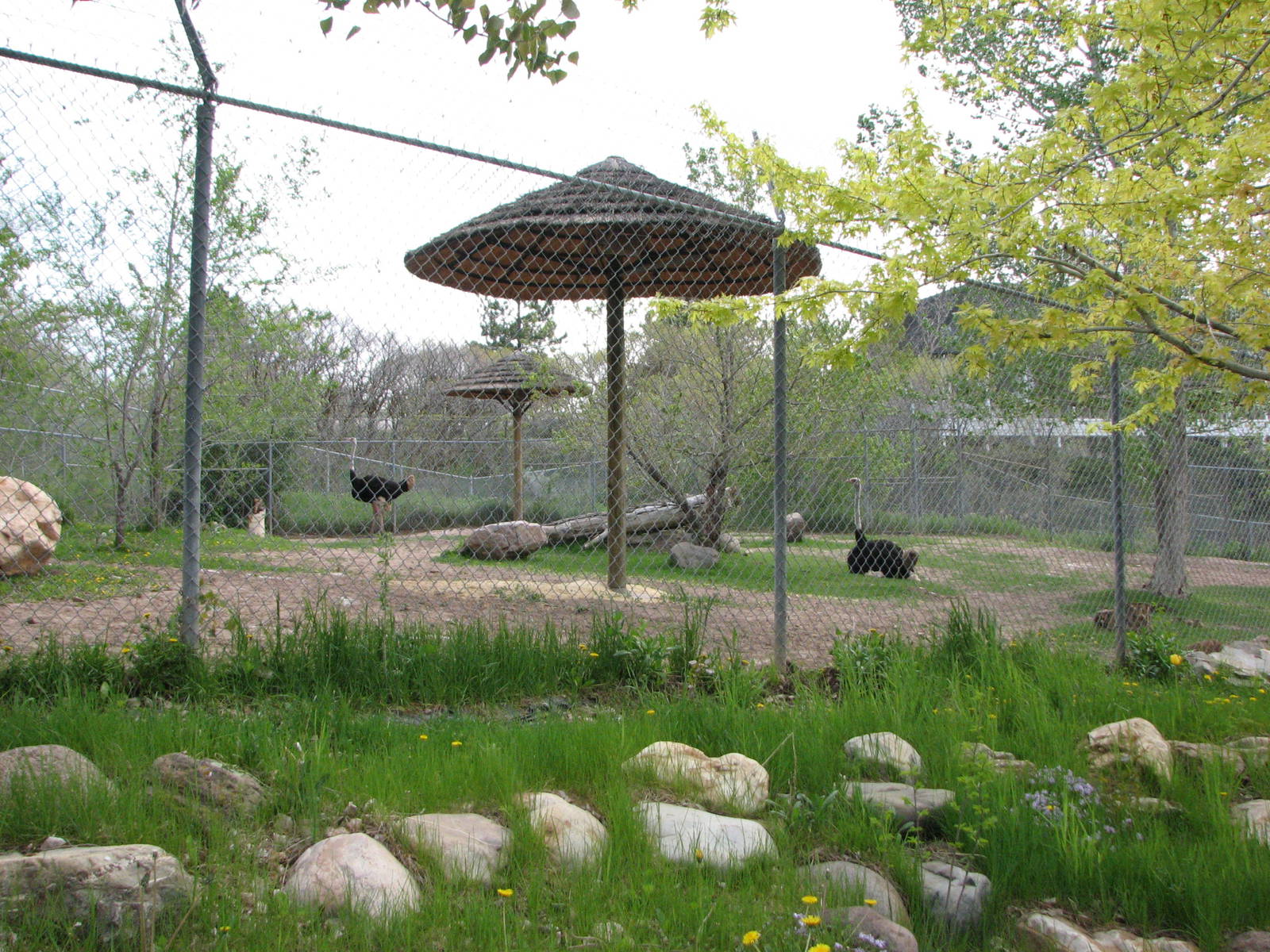 Giraffe House - Ostrich Yard