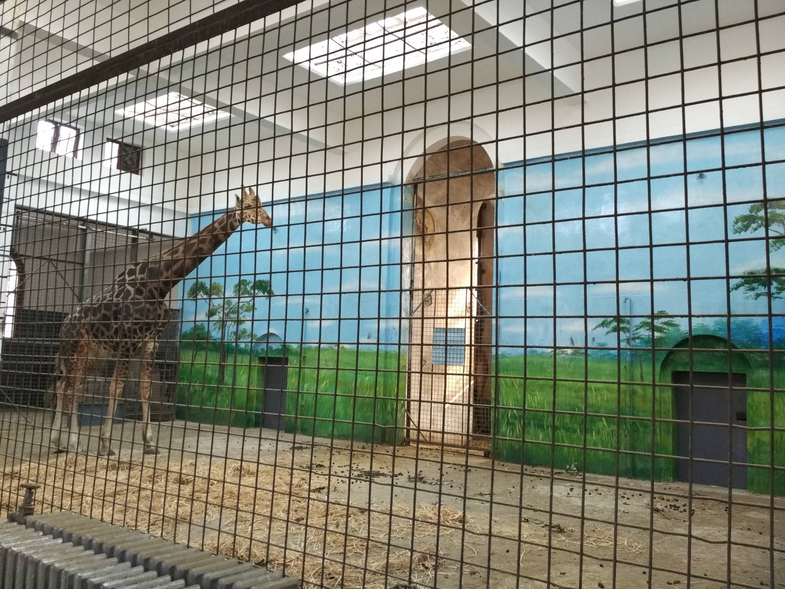 giraffe house painting