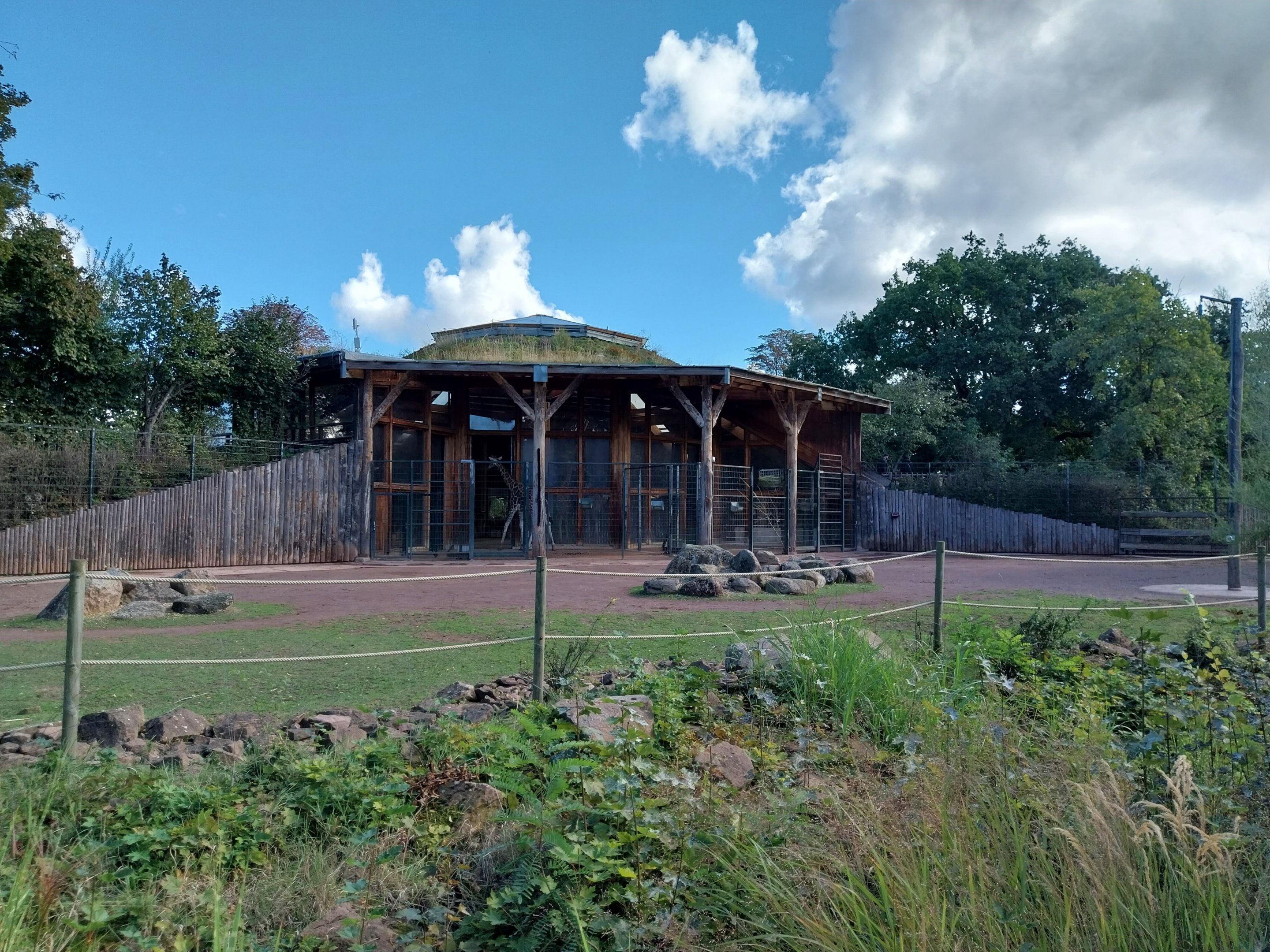 Giraffe House - Rothschild's giraffe (Giraffa camelopardalis rothschildi)