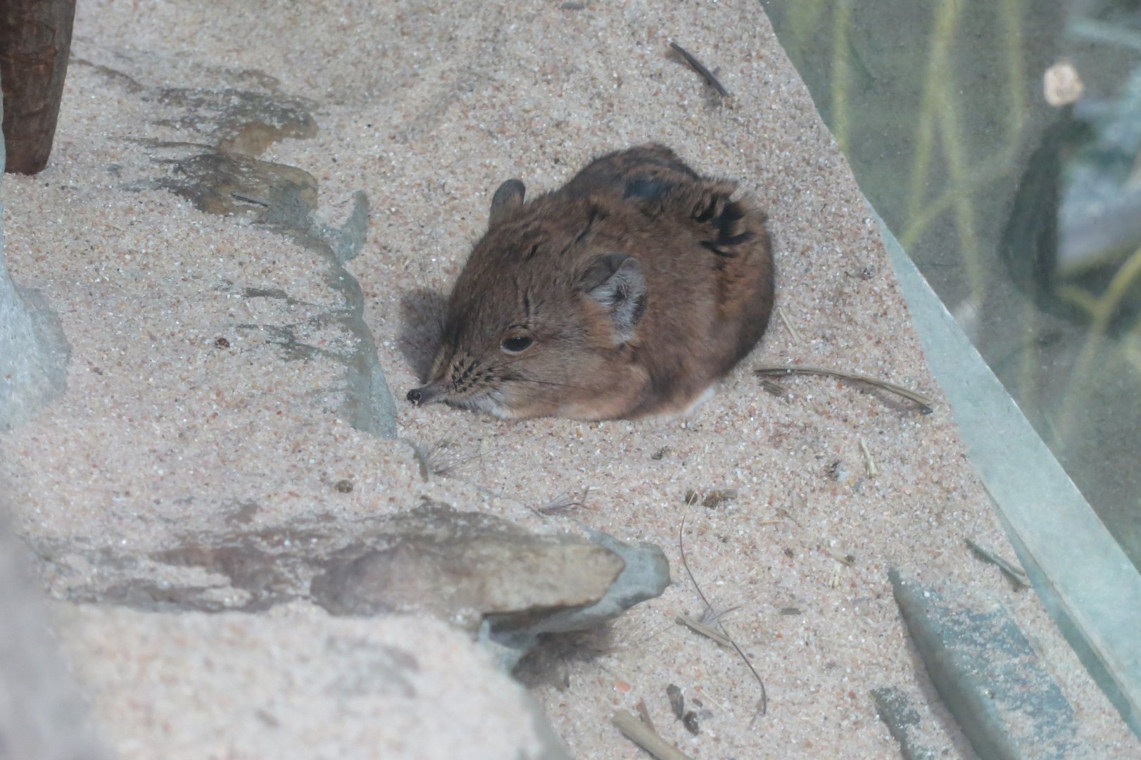 Giraffe House - Round-eared elephant shrew 031218
