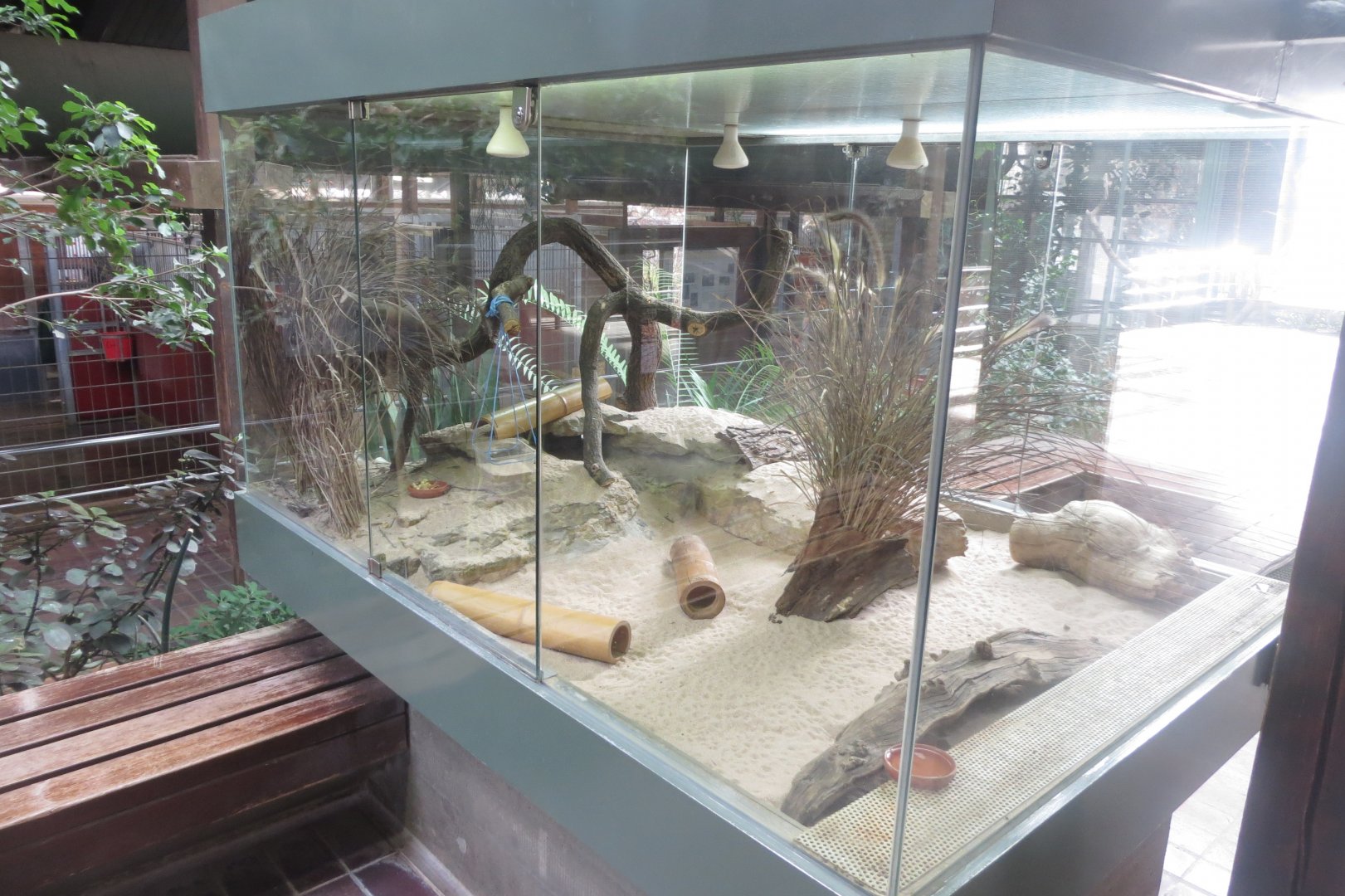 Giraffe House - Round-eared elephant shrew exhibit 011218
