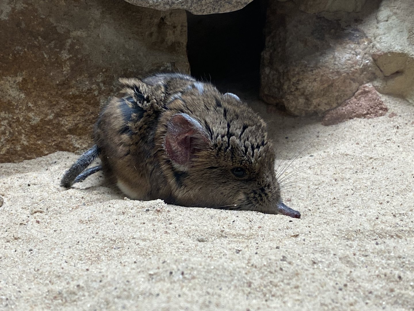 Giraffe House - Short-eared elephant shrew 221022