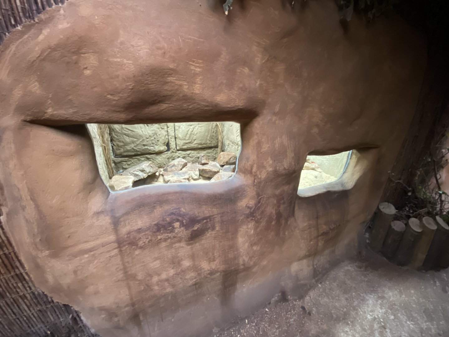 Giraffe House - Short-eared elephant shrew exhibit 191021