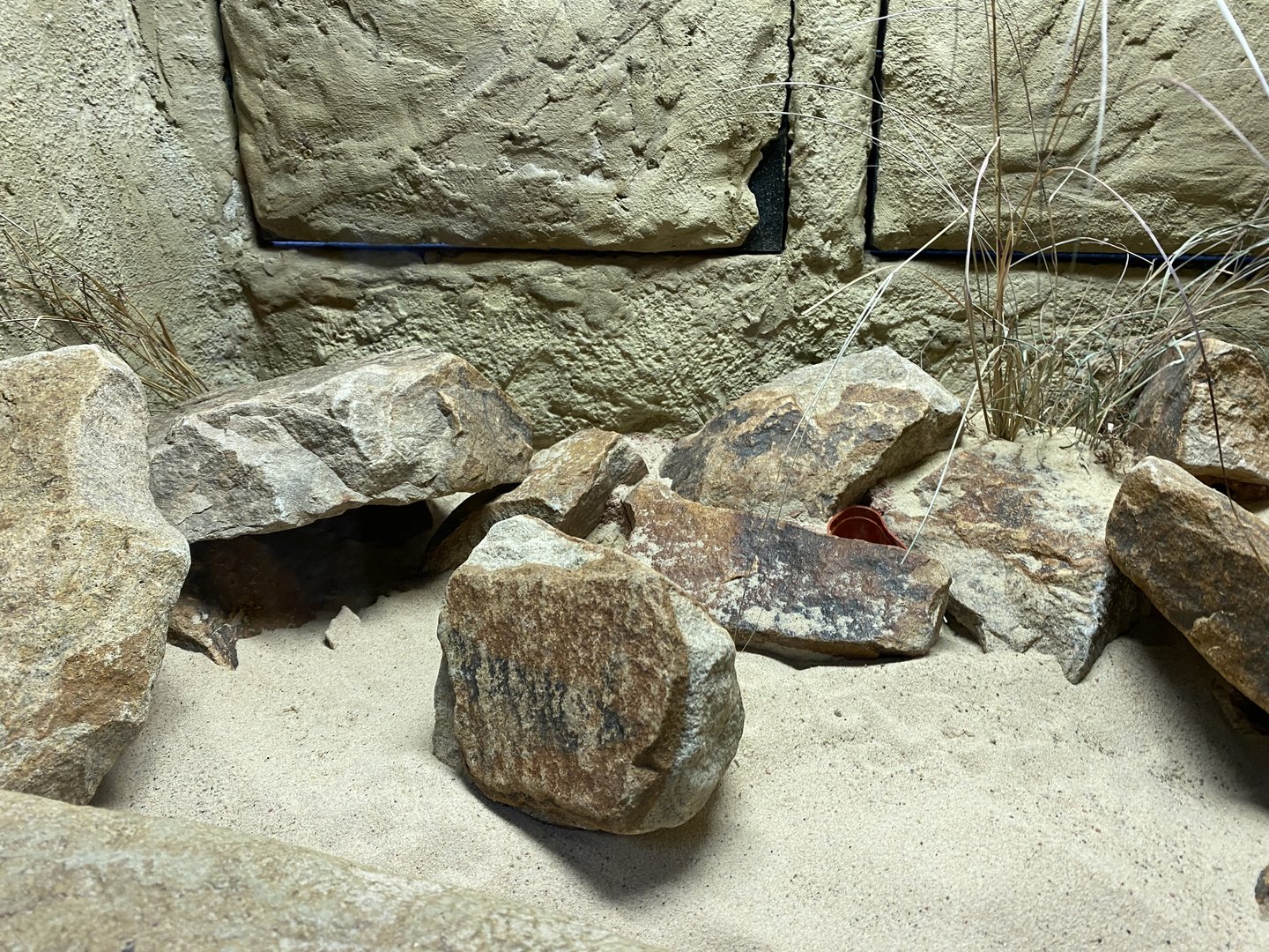 Giraffe House - Short-eared elephant shrew exhibit 221022