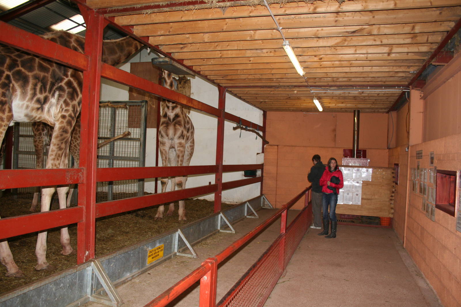 Giraffe house - South Lakes Wild Animal Park June 08