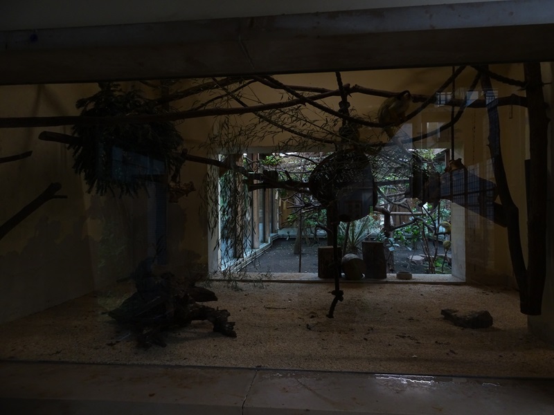 Giraffe House; squirrel monkey enclosure