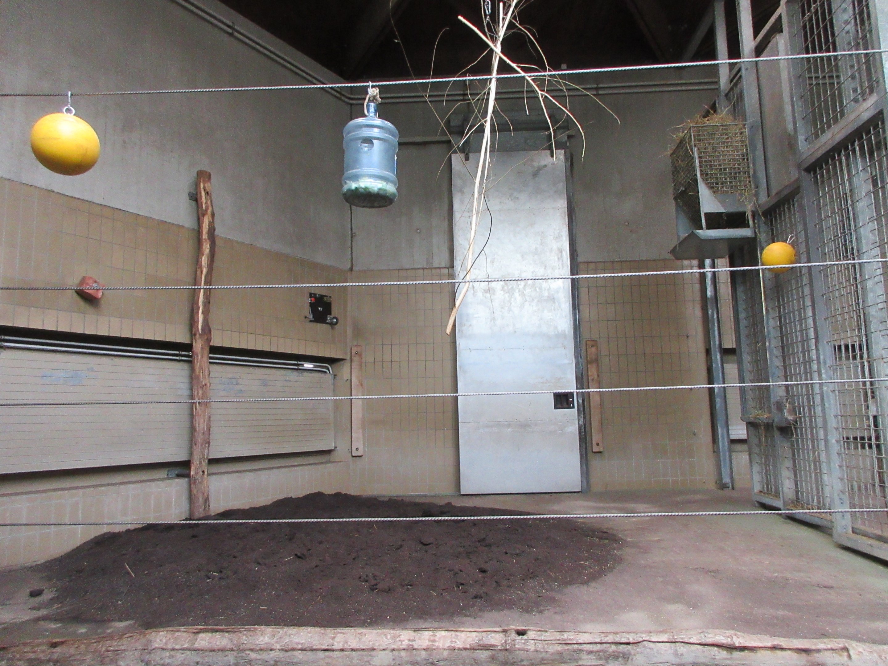 Giraffe House - Stall