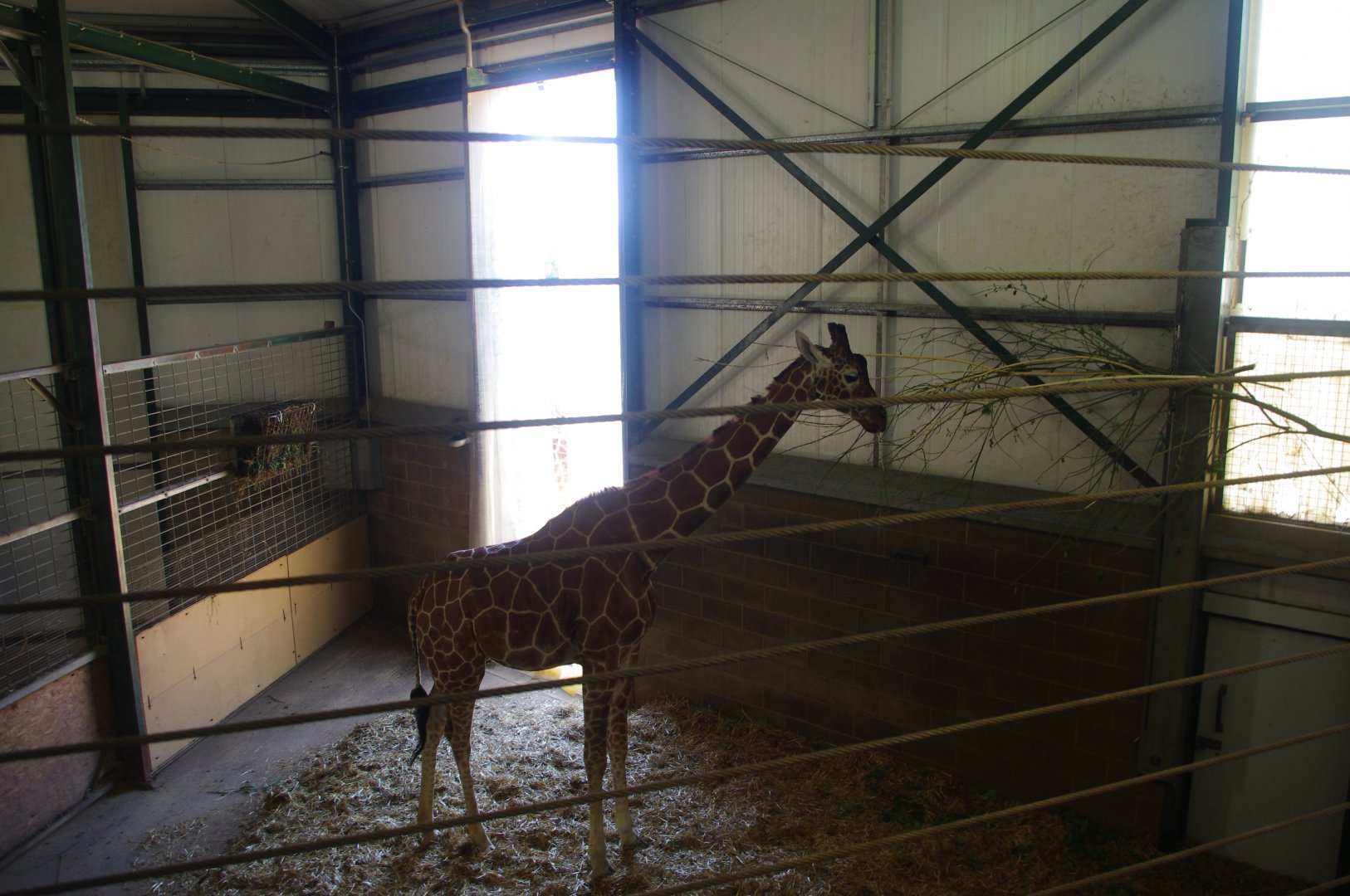 Giraffe house view- 3/6/2022