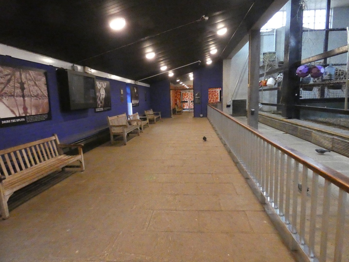 Giraffe house viewing area