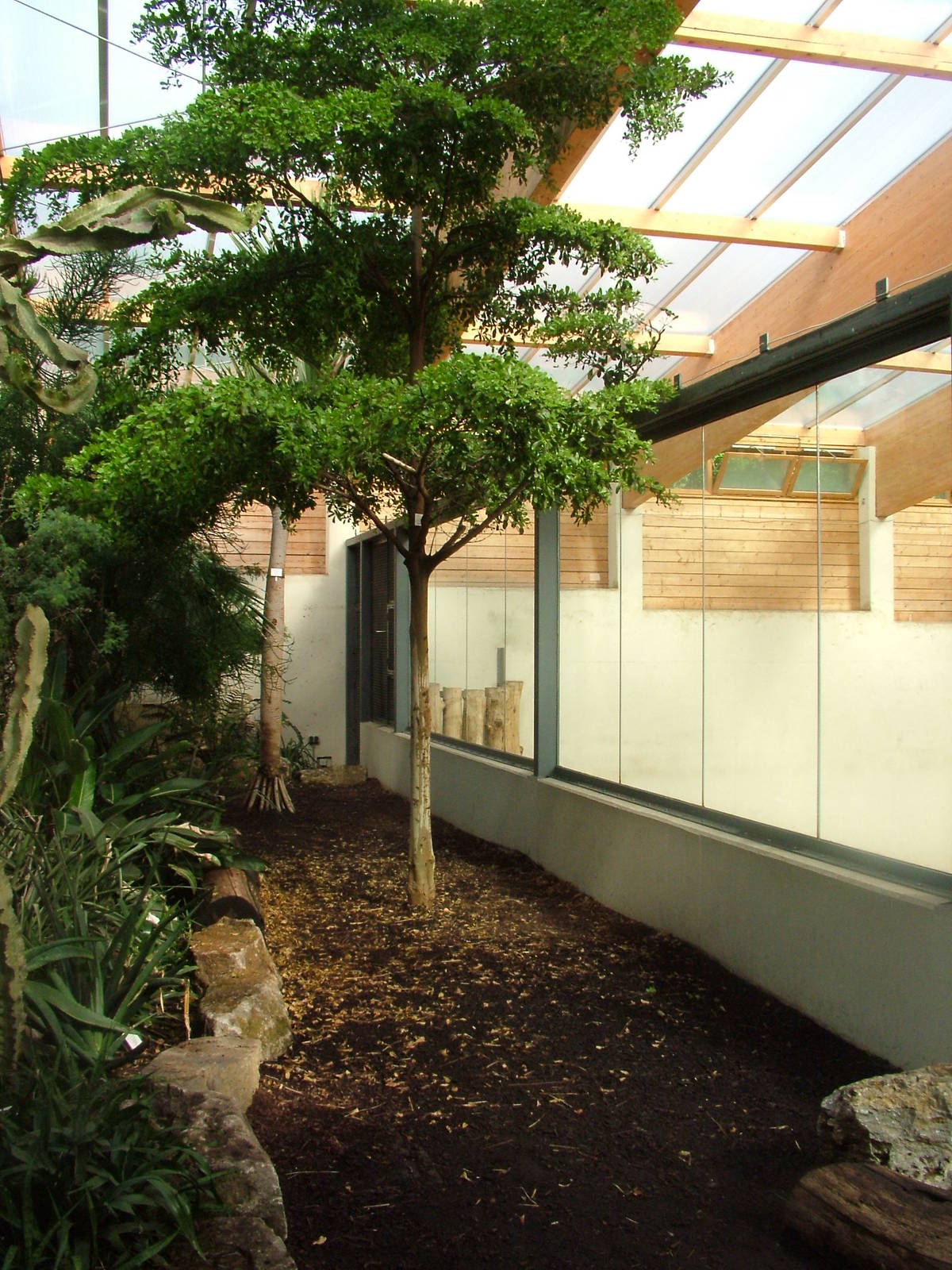 Giraffe House Viewing at Opel-Zoo Kronberg, 30/08/10