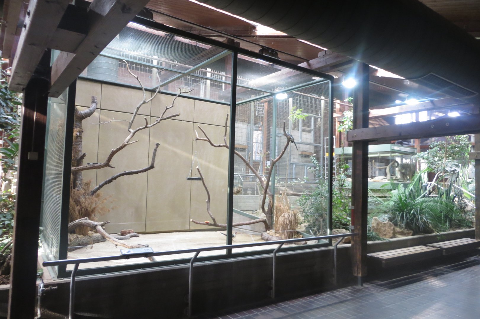 Giraffe House - Von der Decken's hornbill indoors 011218