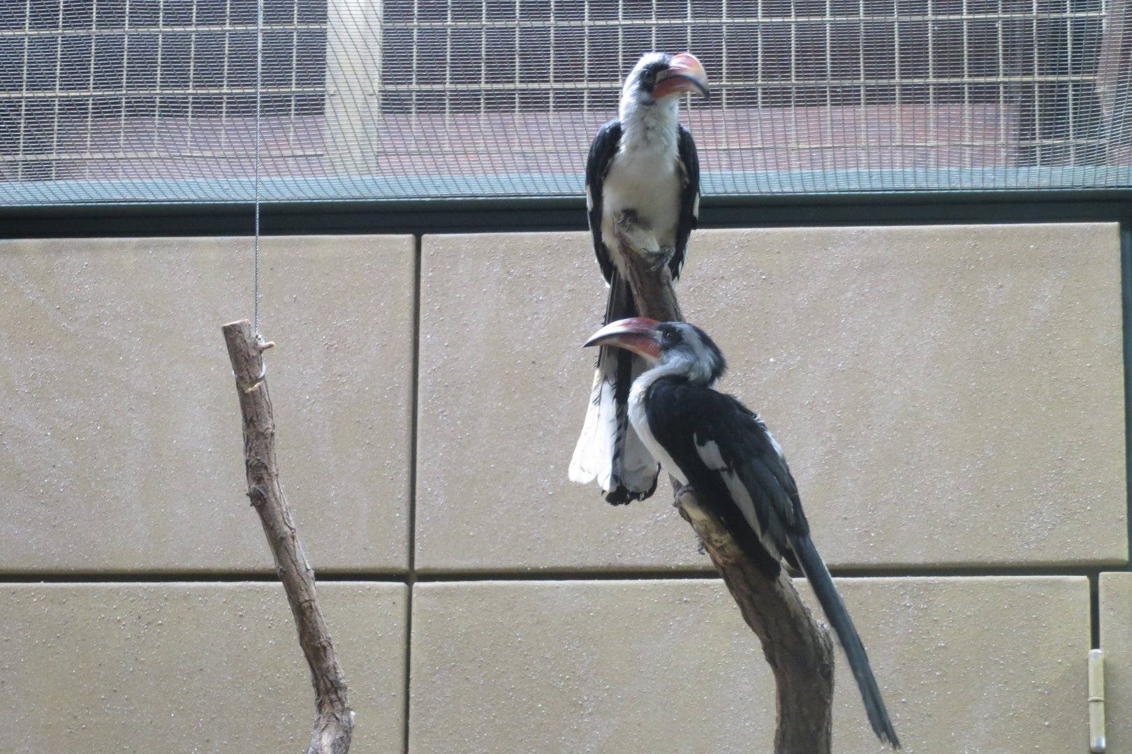 Giraffe House - Von der Decken's hornbills 011218