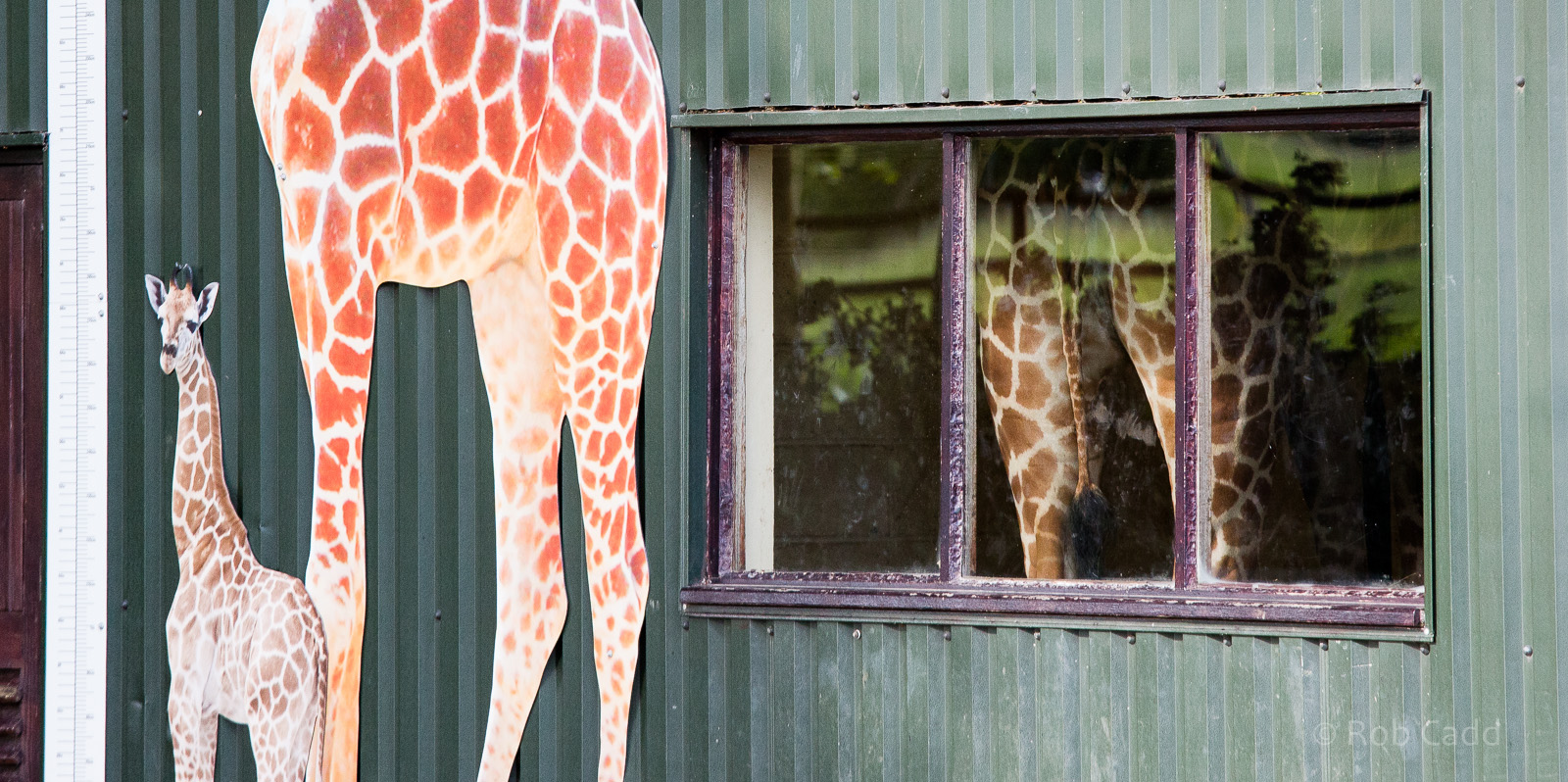 Giraffe house : Whipsnade : 07 Jun 2014