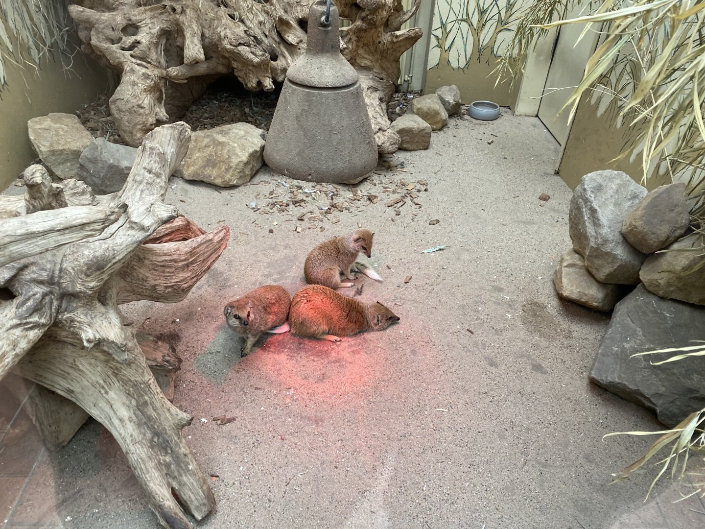 Giraffe House - Yellow mongoose exhibit 021219