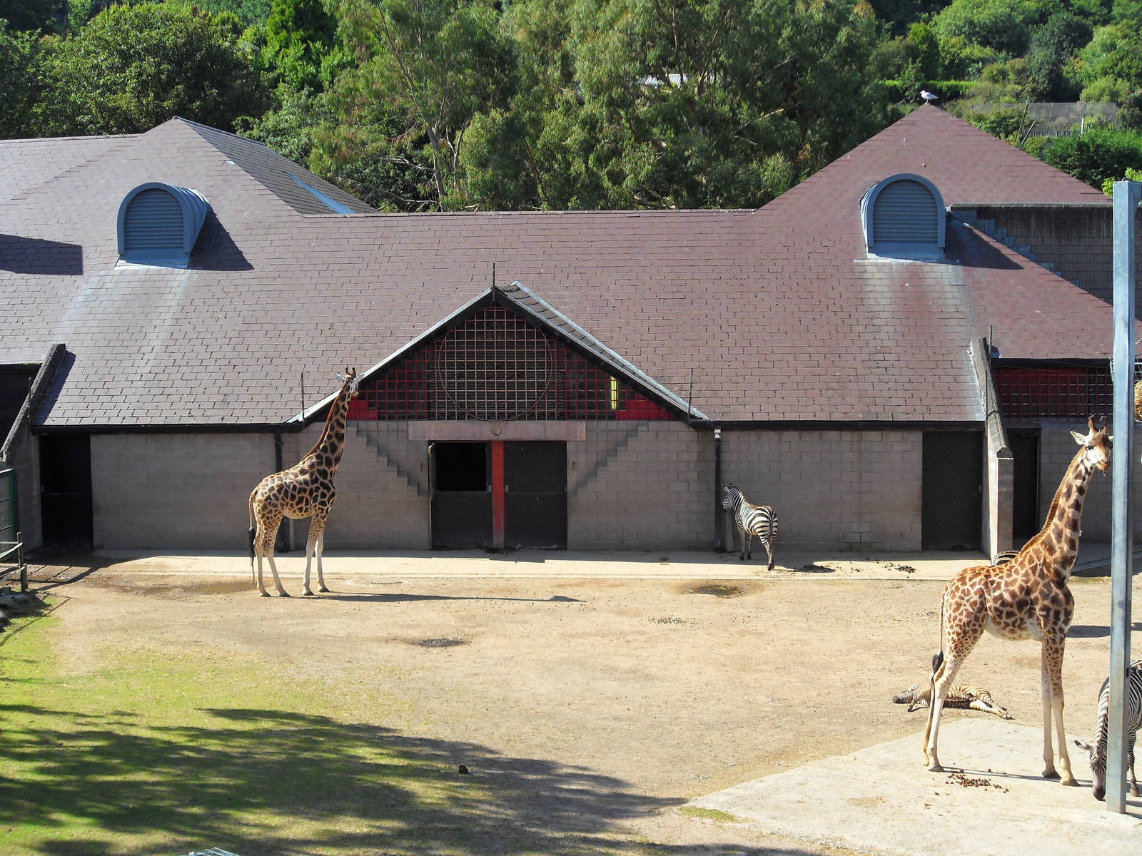 Giraffe House