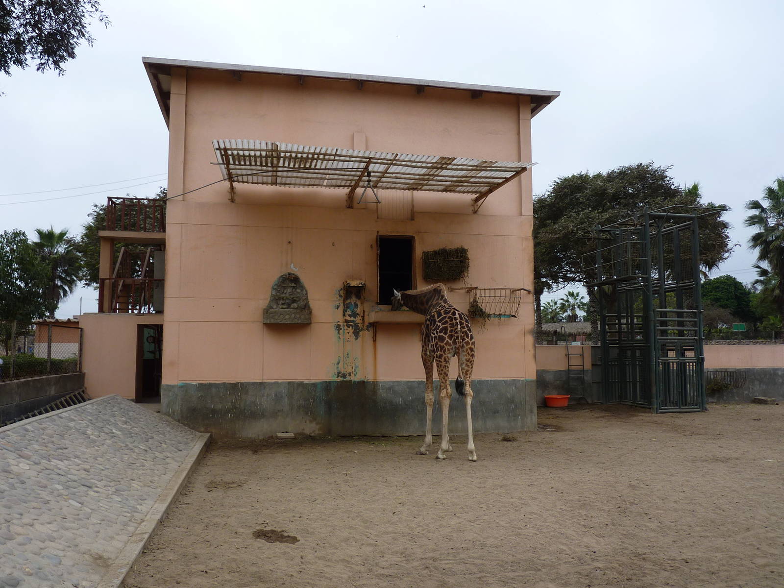 Giraffe house