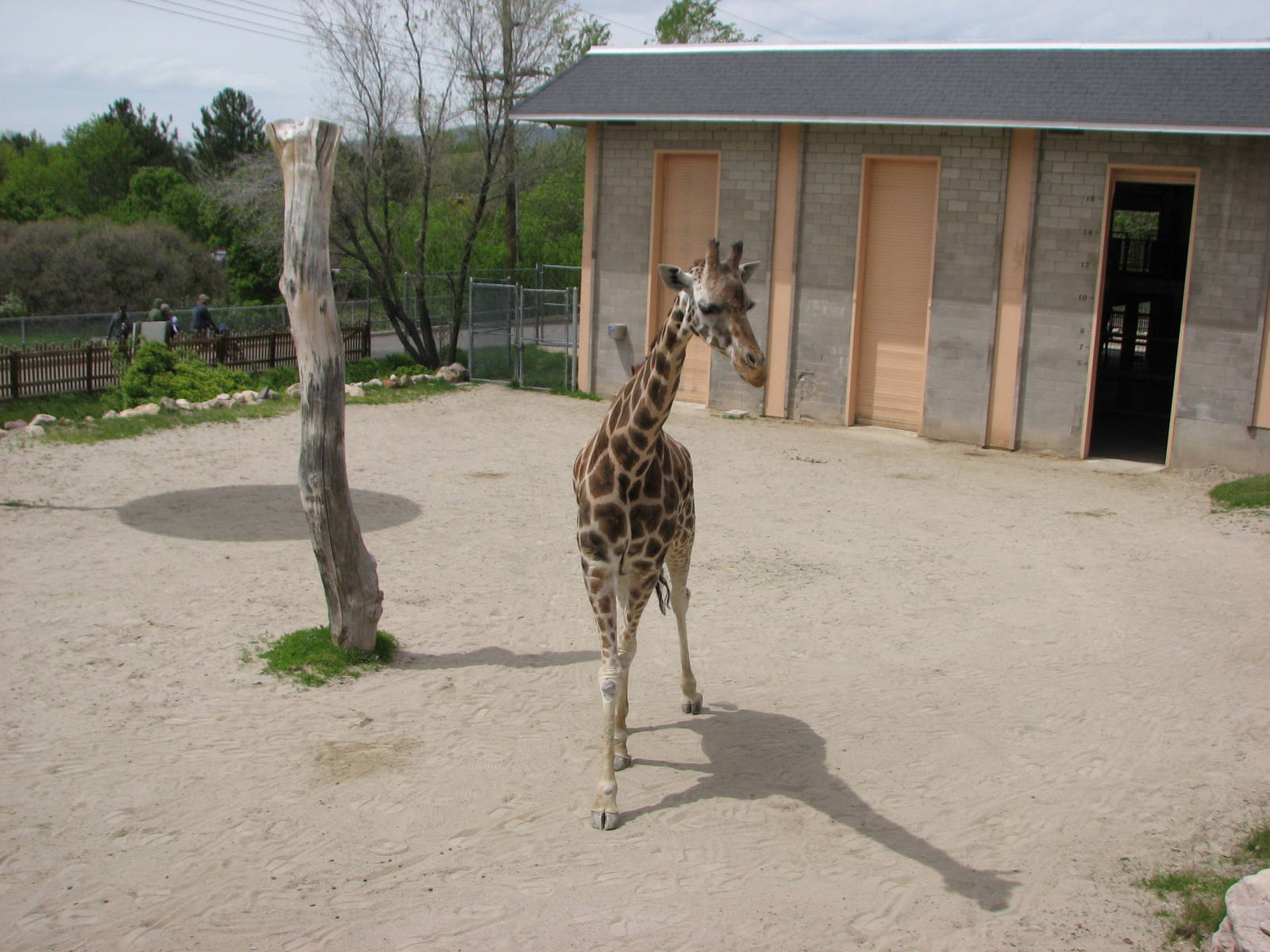 Giraffe House