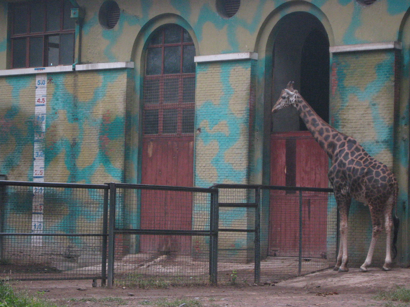 Giraffe house