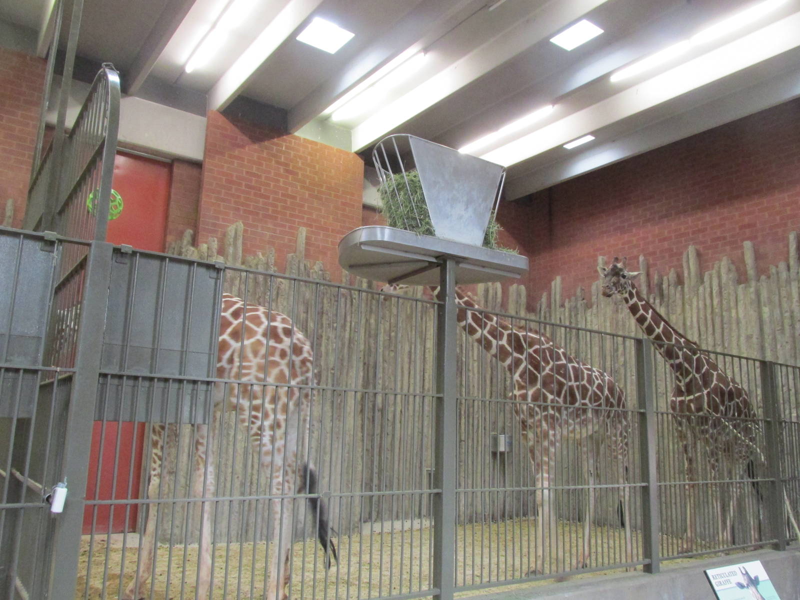Giraffe House