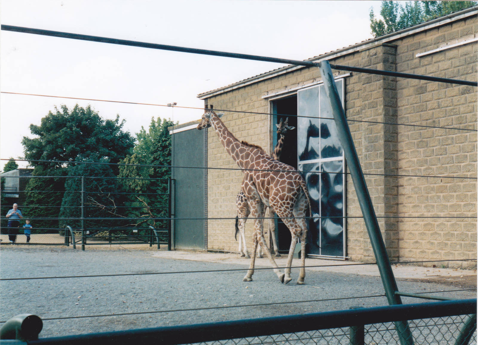 Giraffe house.