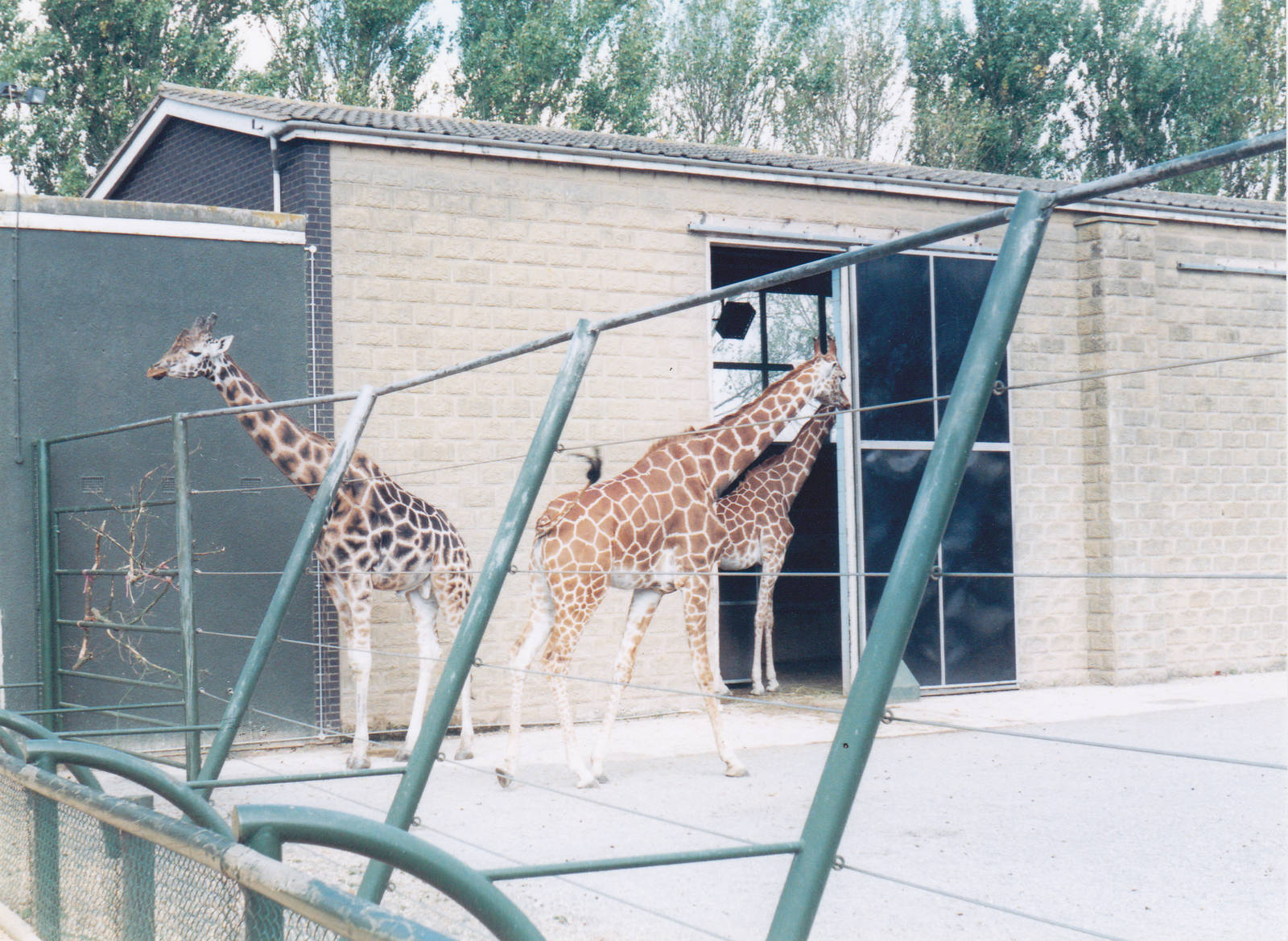 Giraffe house.