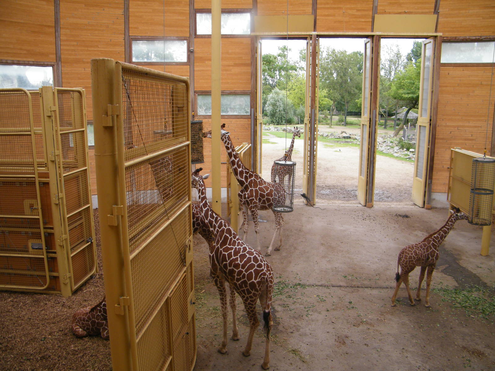 Giraffe house