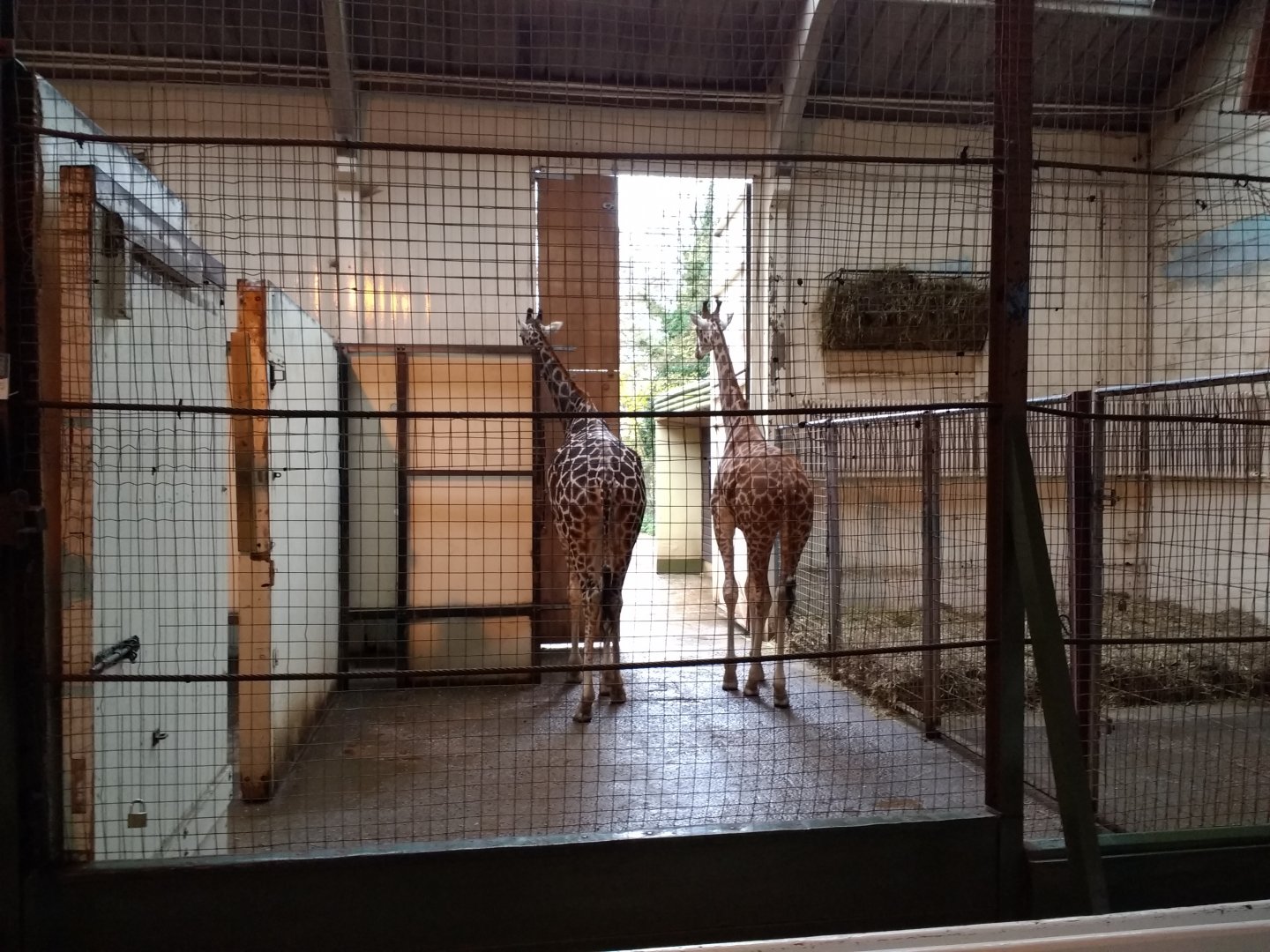 Giraffe House