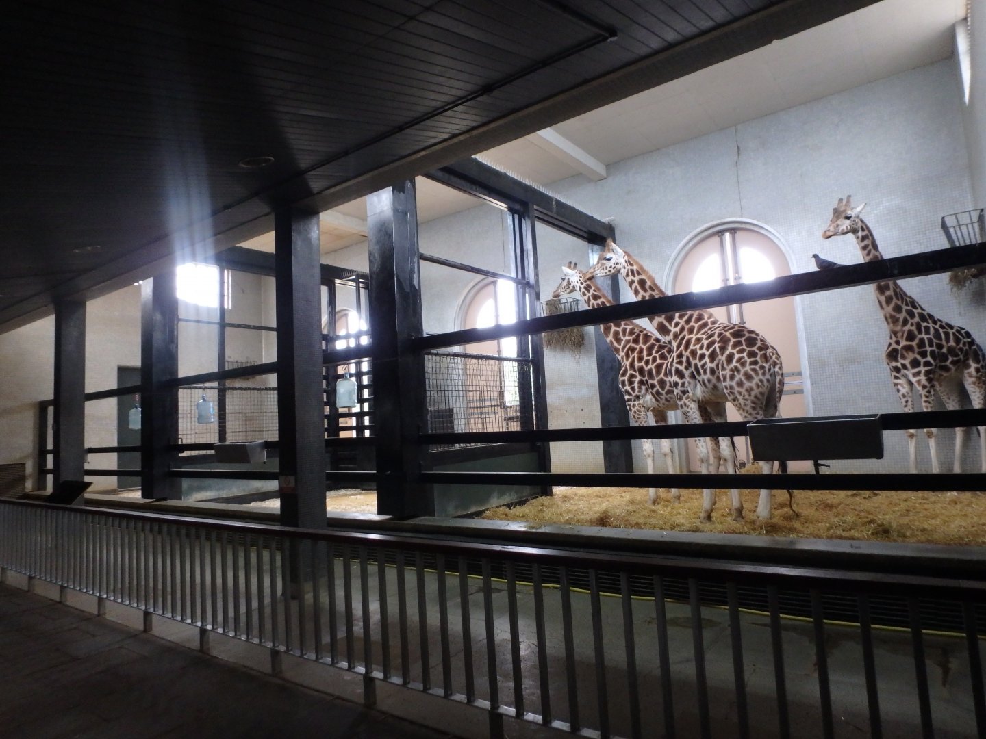 Giraffe House