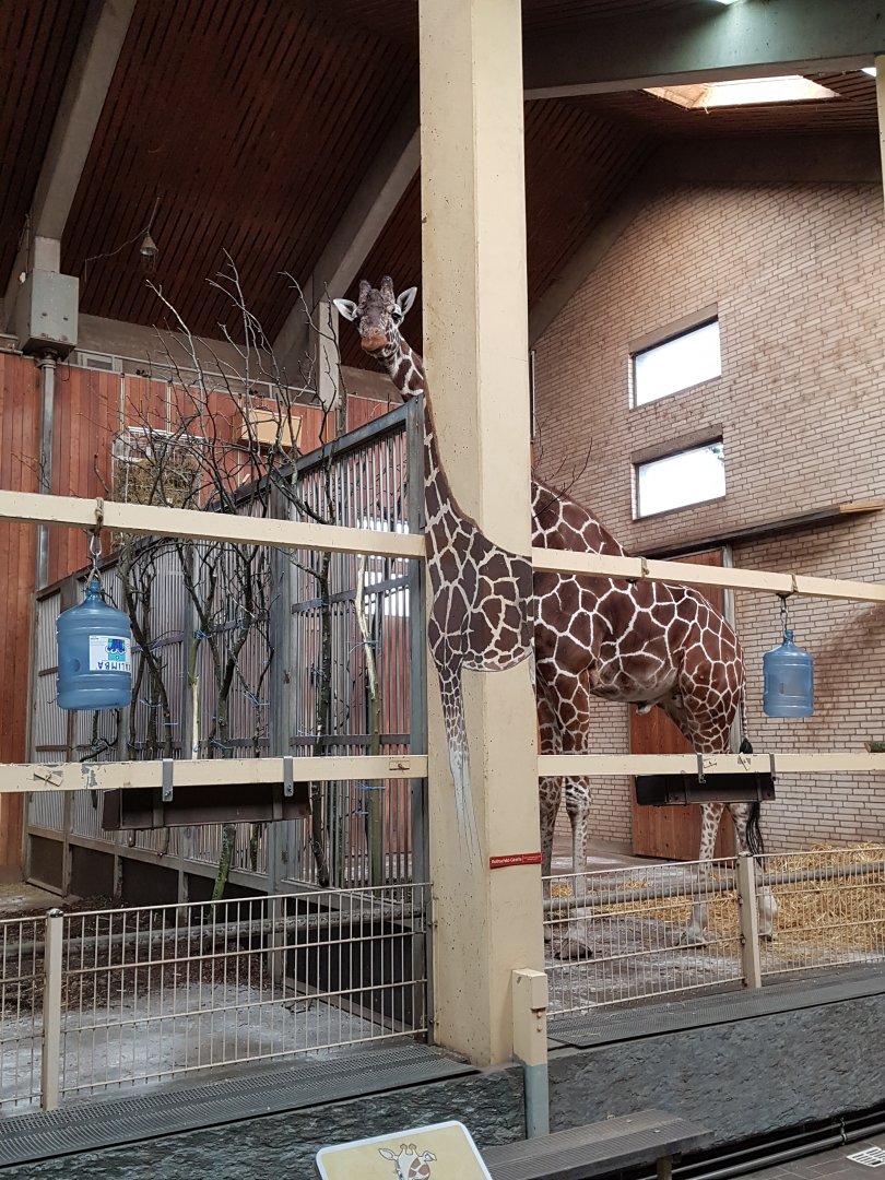 Giraffe house