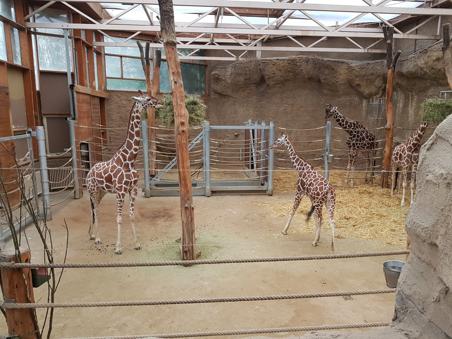 Giraffe house