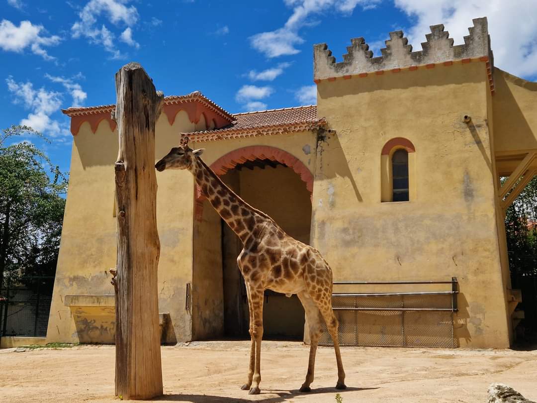 Giraffe House