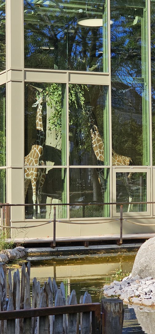 Giraffe house