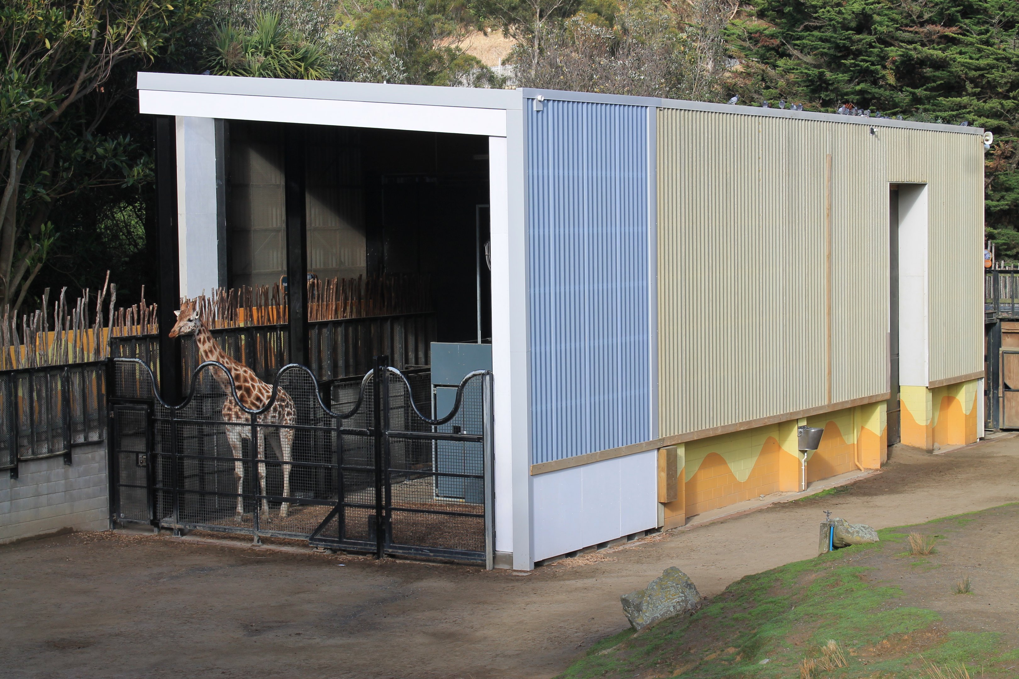 Giraffe house