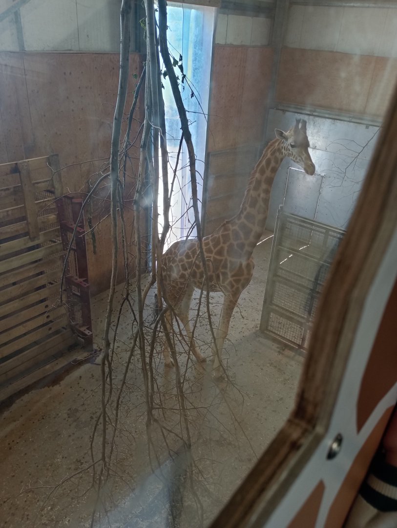 Giraffe house