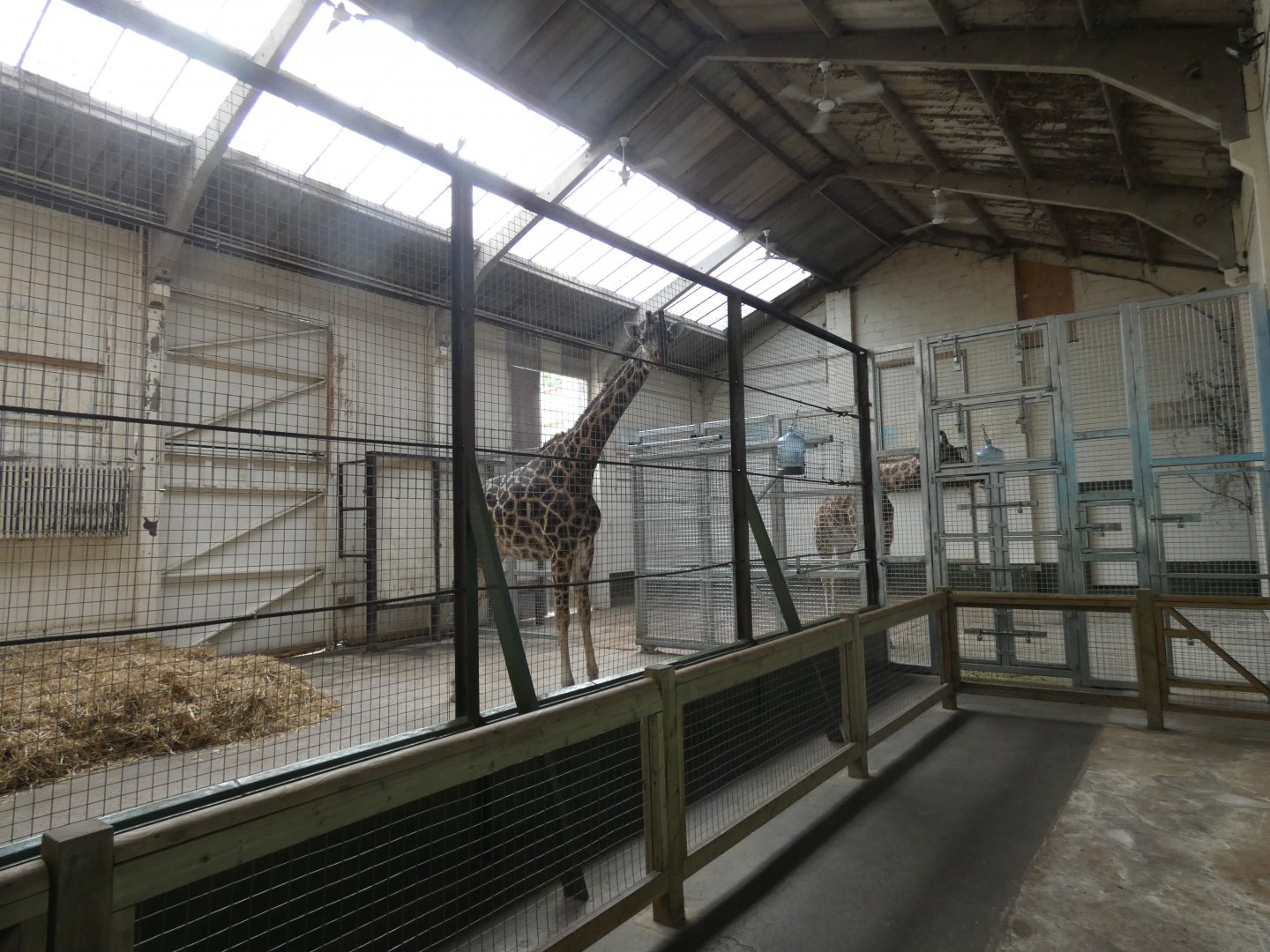 Giraffe house